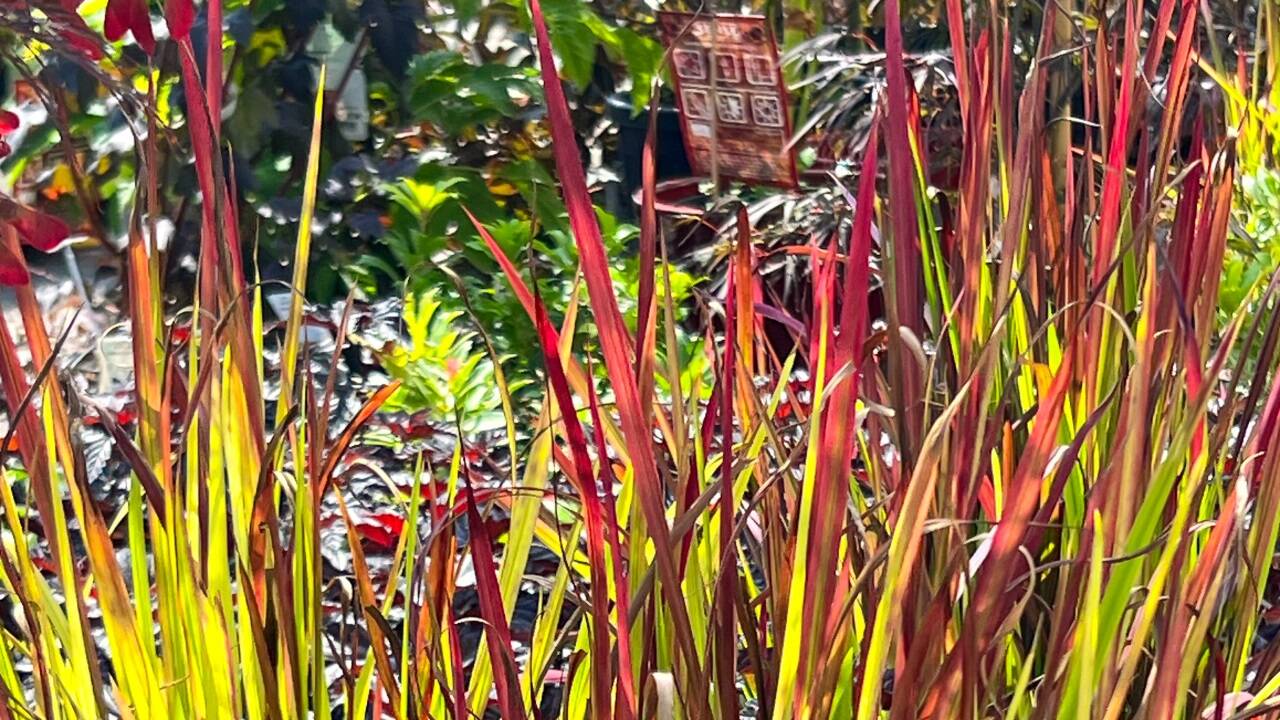 Blutgras. 