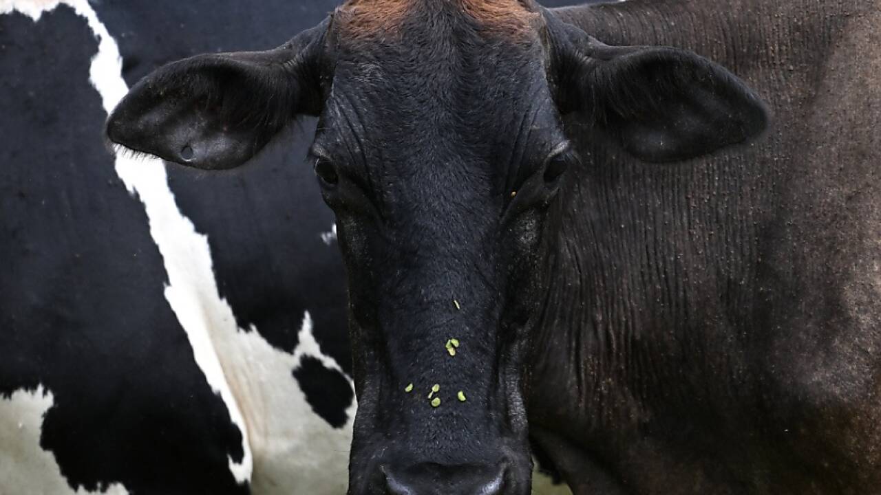 Schon jetzt weisen acht von zehn Kühen Hitzestress-Symptome auf 