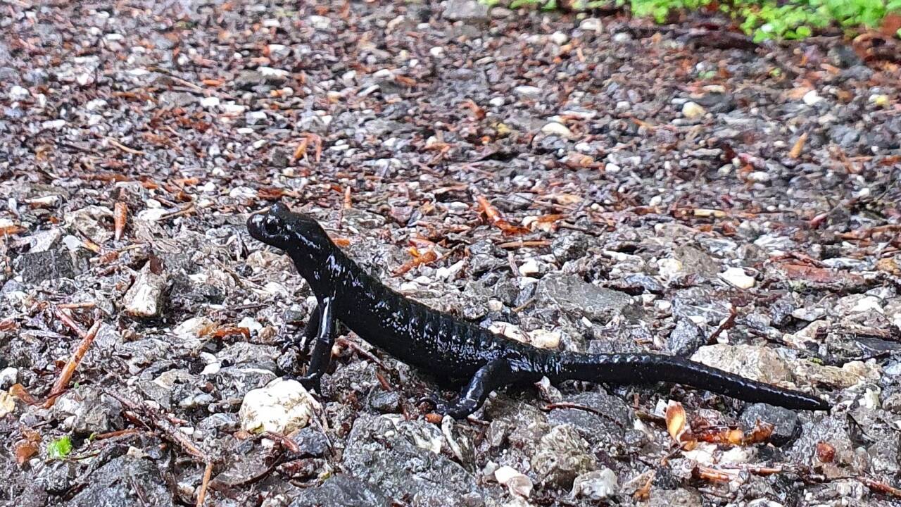 Nach Regen sitzt er oft auf Wegen. Damit man den Alpensalamander nicht verängstigt, sollte man Abstand halten. Nach Regen sitzt er oft auf Wegen. Damit man den Alpensalamander nicht verängstigt, sollte man Abstand halten.