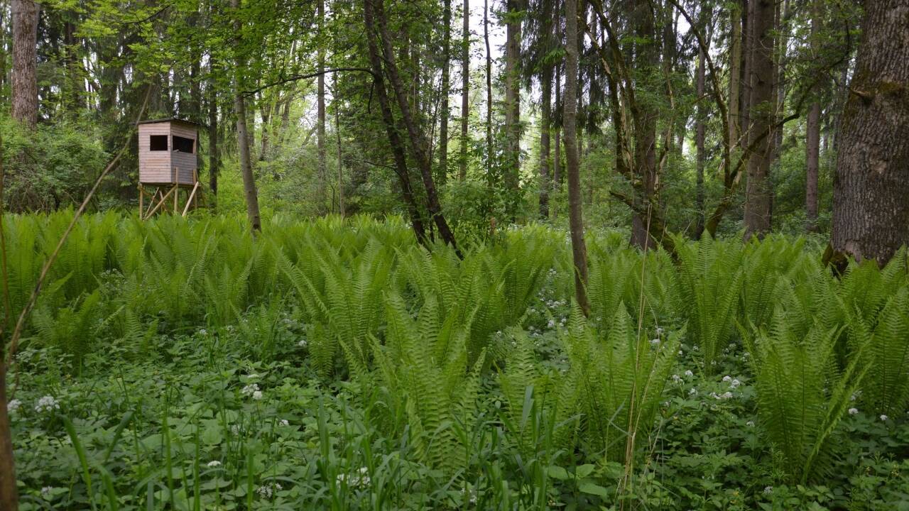 So idyllisch sieht es im Auwald unweit der Salzach aus.  