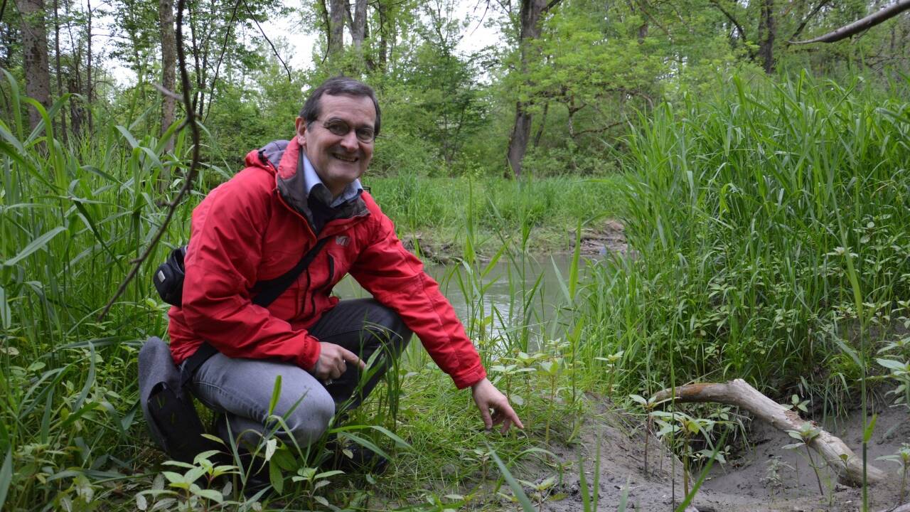 Naturschutzbund-Geschäftsführer Hannes Augustin zeigt eine Biberlosung im Naturpark Salzachauen. 