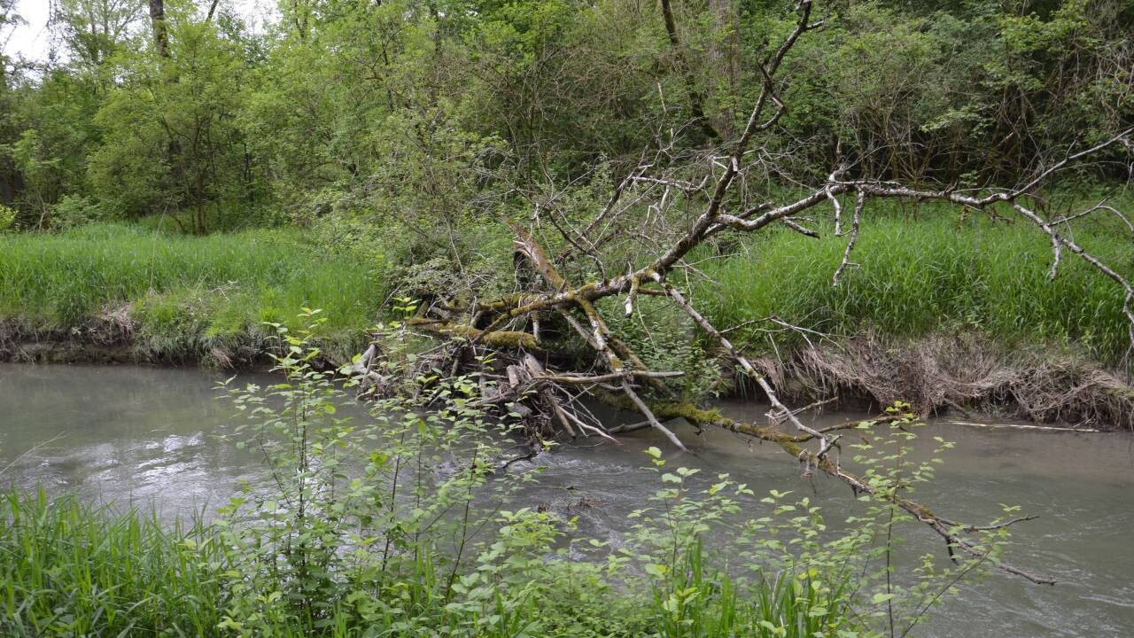 Der Bach, der durch den Naturpark fließt, soll sich selbst überlassen werden – und darf künftig auch von umgefallenen Bäumen blockiert werden.  