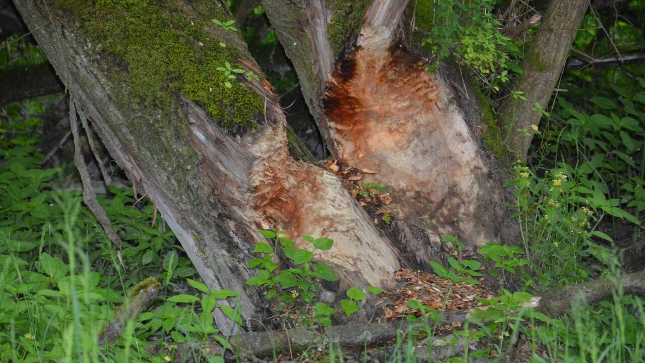 An diesem Baum hat sich einer der vielen Biber im Naturpark abgearbeitet.  
