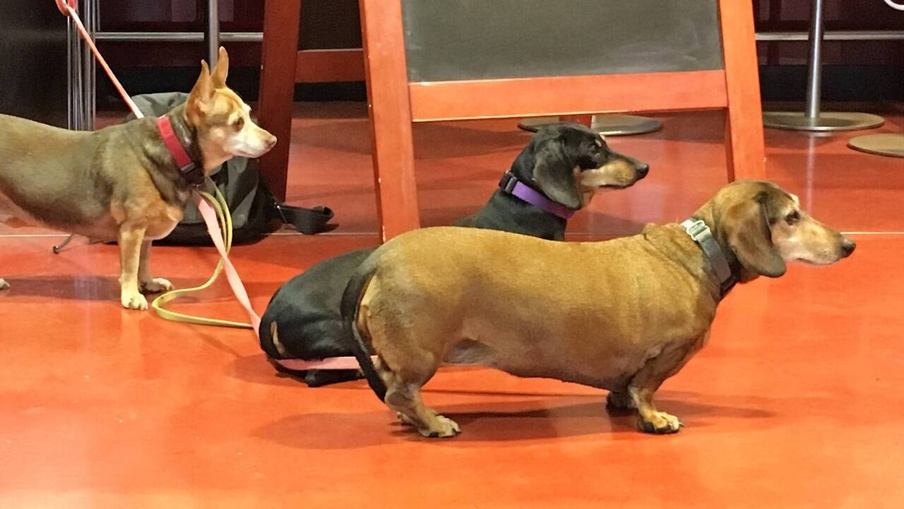 Mit ihrem Charme erobern sie die Herzen, aber sie können auch anders. Dackel und deren Mischlinge (links) sind schlau und ziemlich willensstark.  