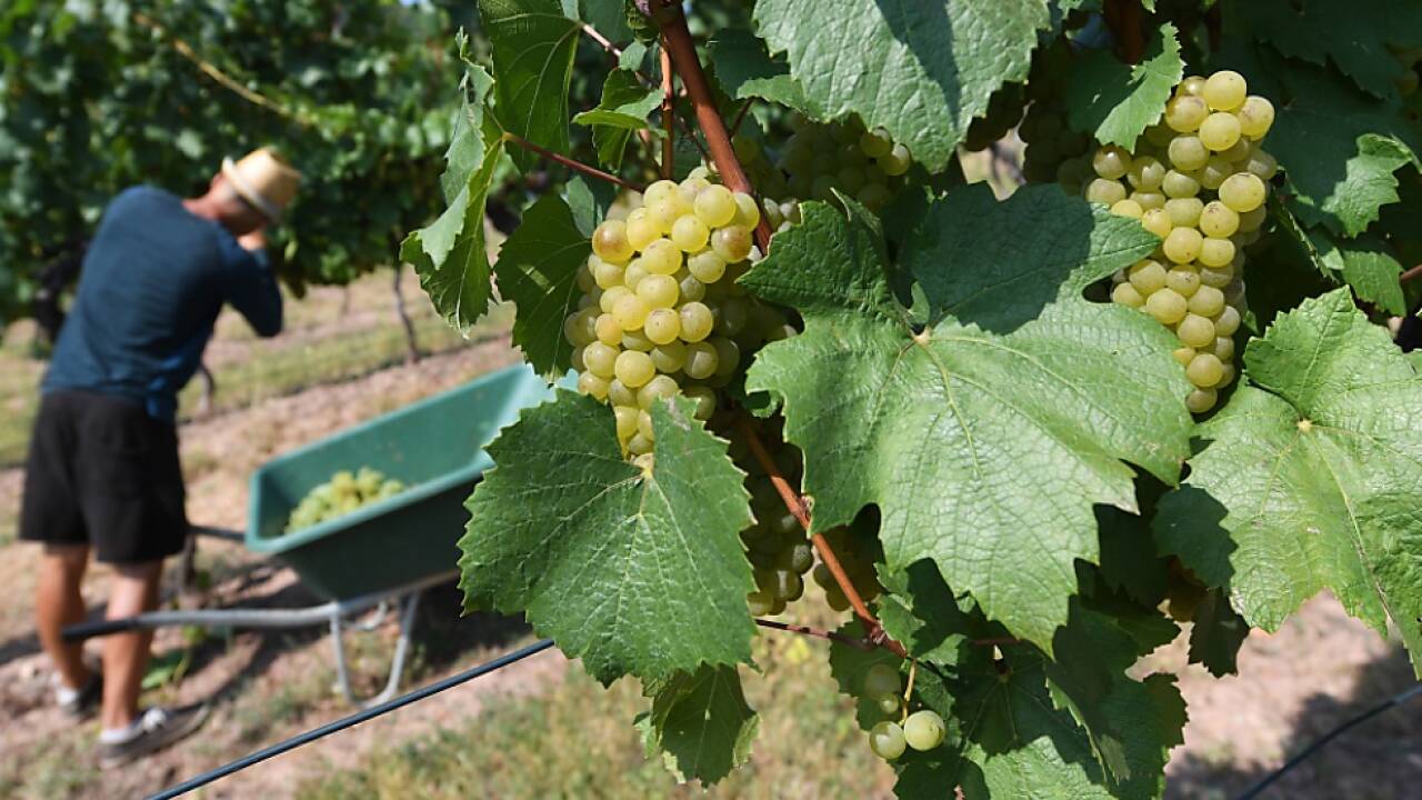 Die Weinlese steht unmittelbar bevor 