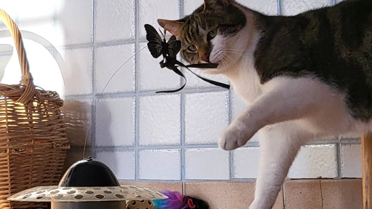 Man staunt, was es alles gibt: hier die Spielmaschine mit Schmetterling. 