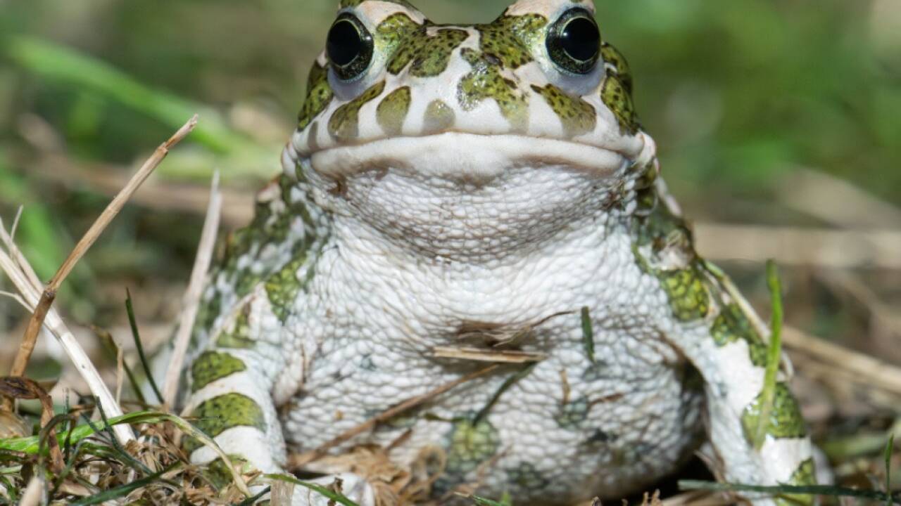 Neues Projekt des Tiergarten Schönbrunns zu Wechselkröten 