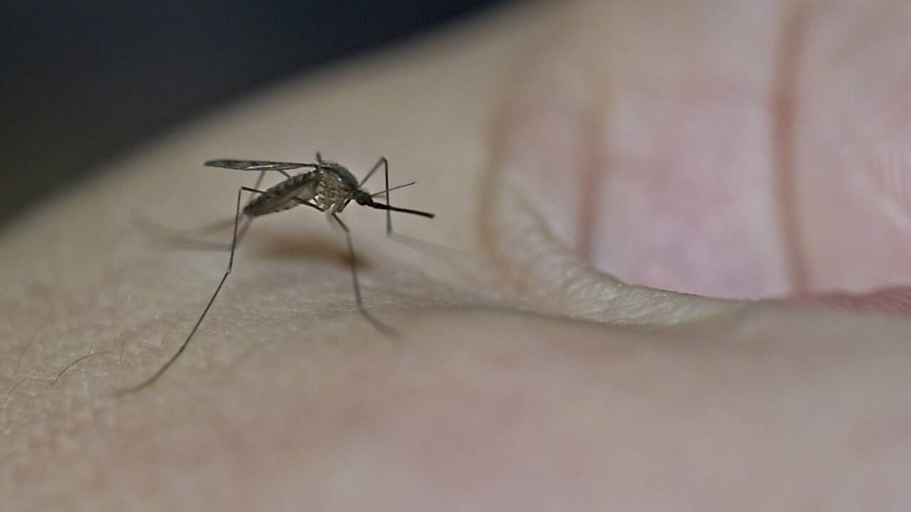 Krankheit wird durch Stechmücke übertragen 