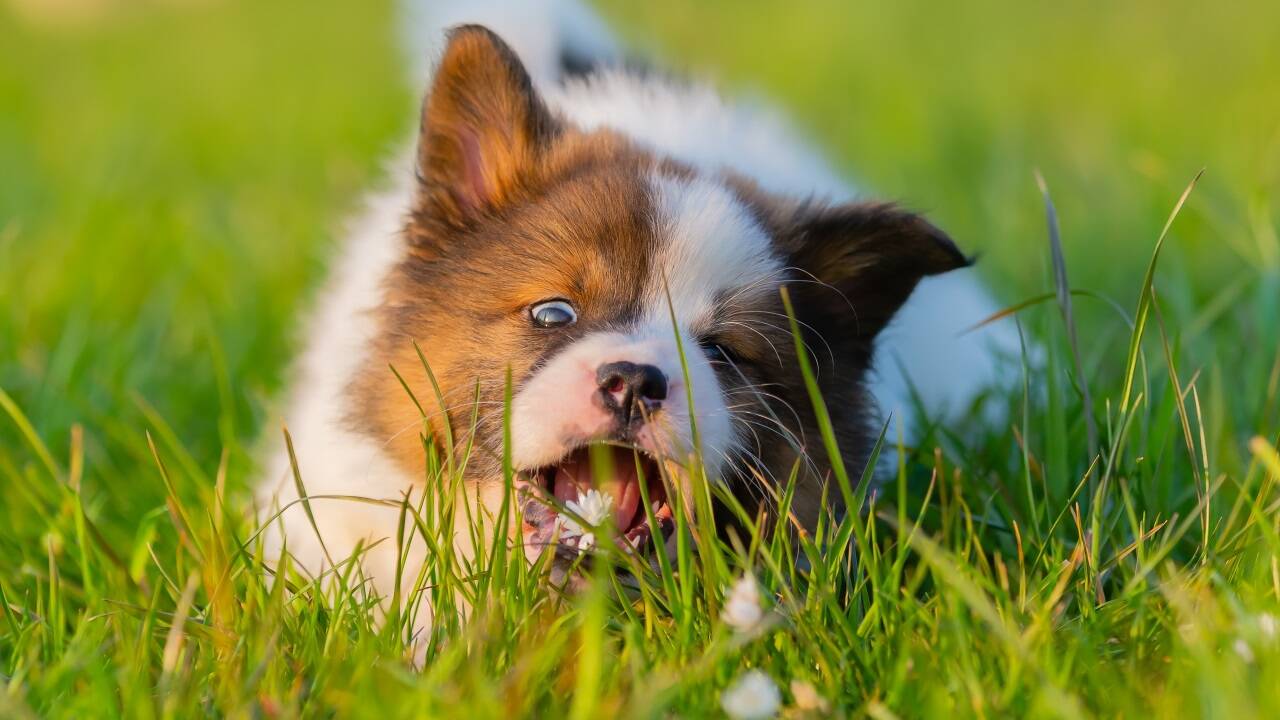 Heute mal etwas Grünes: Wenn Hunde ab und zu Gras fressen, ist das kein Grund zur Sorge.  