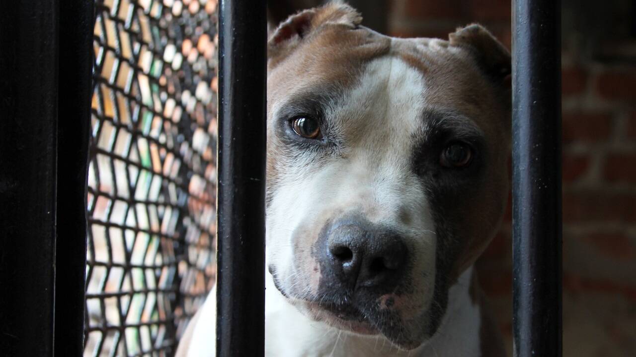 Rund 150 American-Staffordshire-Terrier werden jährlich zur Zucht angemeldet Rund 150 American-Staffordshire-Terrier werden jährlich zur Zucht angemeldet
