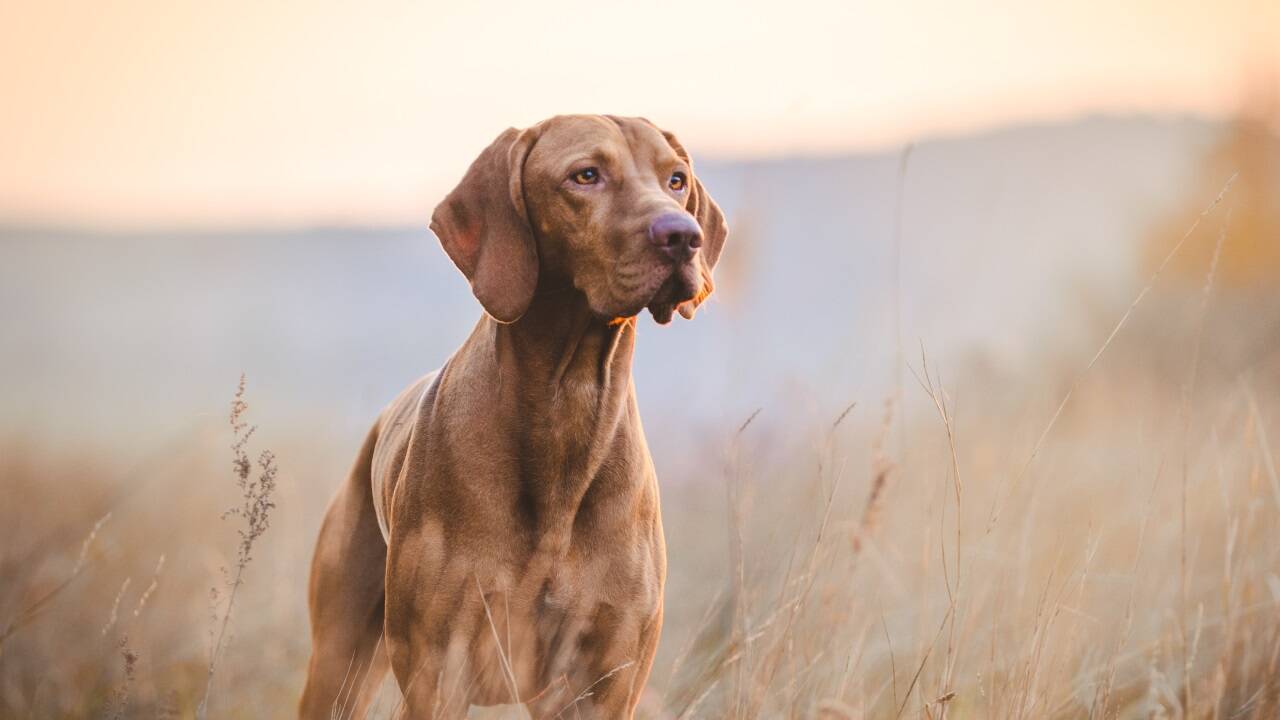 Die DNA von Wolf und Hund sind zu einem hohen Anteil ident.  