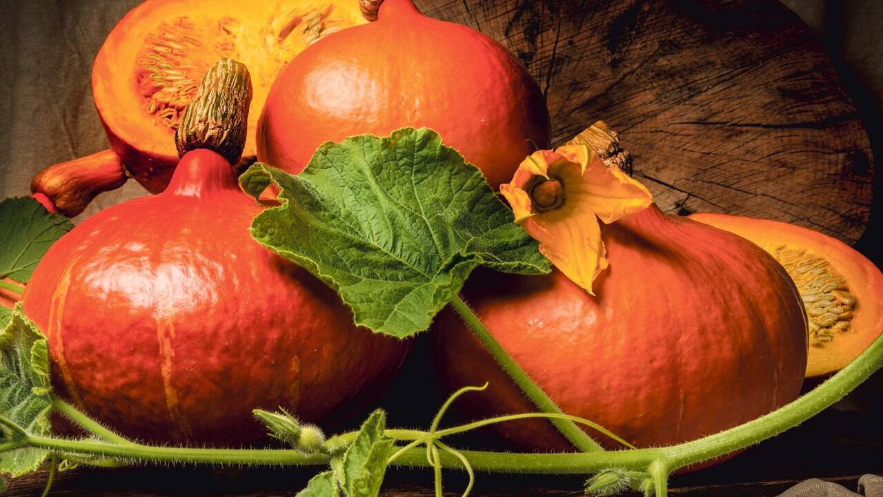 Kürbis: Vielseitig, gesund, herbstlich lecker! 