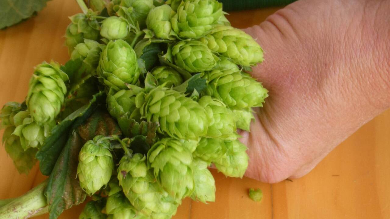 Sind bald Hopfen und Malz verloren? 