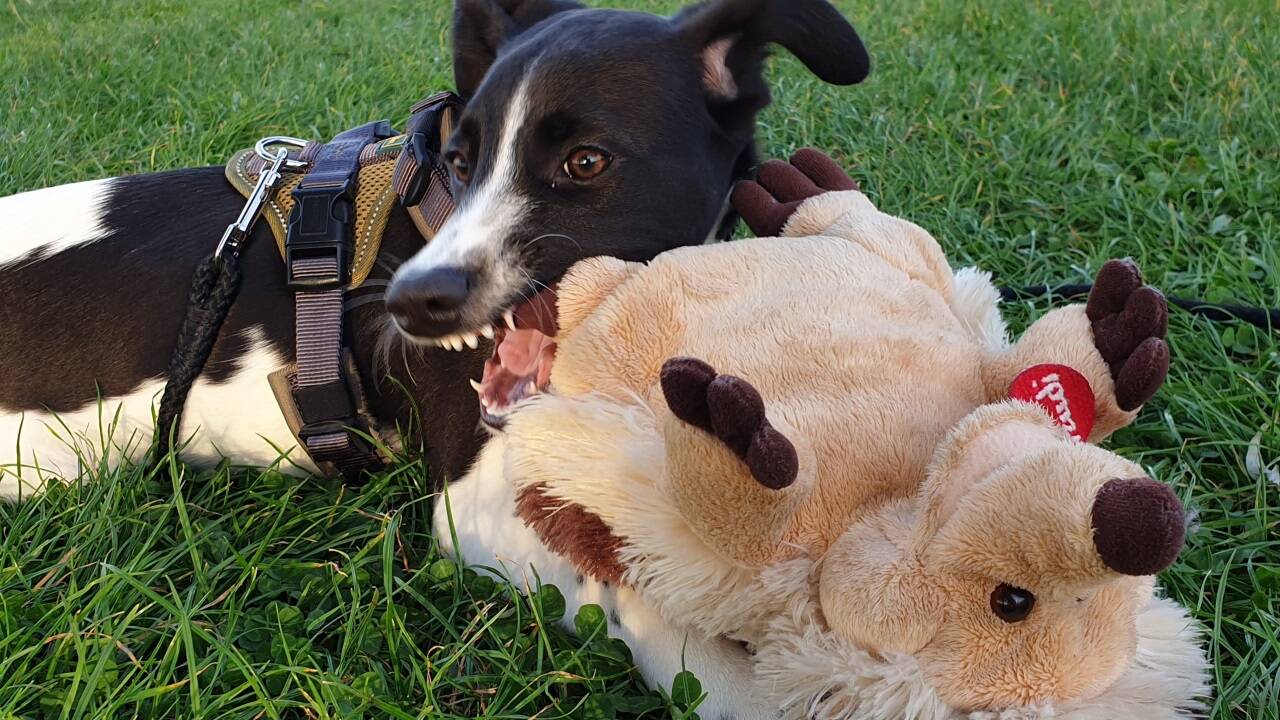Spitze Milchzähne können ordentlich zwicken. 