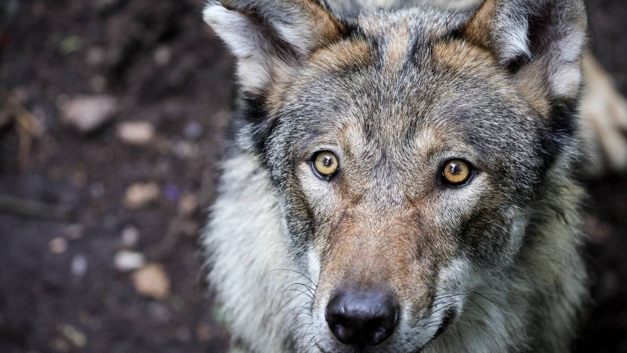 Der Wolf lässt sich immer öfter in den Alpen blicken. Hier ein junger Wolf, fotografiert in einem Tierpark. Der Wolf lässt sich immer öfter in den Alpen blicken. Hier ein junger Wolf, fotografiert in einem Tierpark.