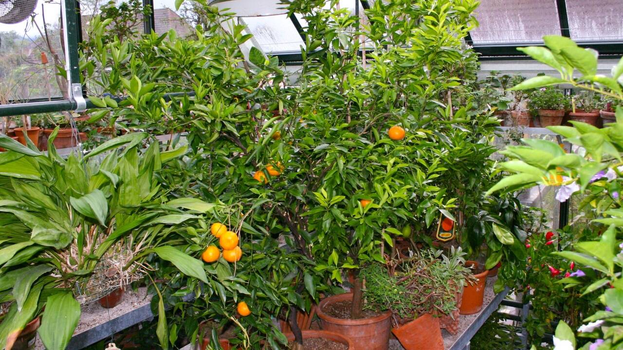 Kübelpflanzen wie Olive oder Oleander brauchen den perfekten Platz zum Überwintern. 