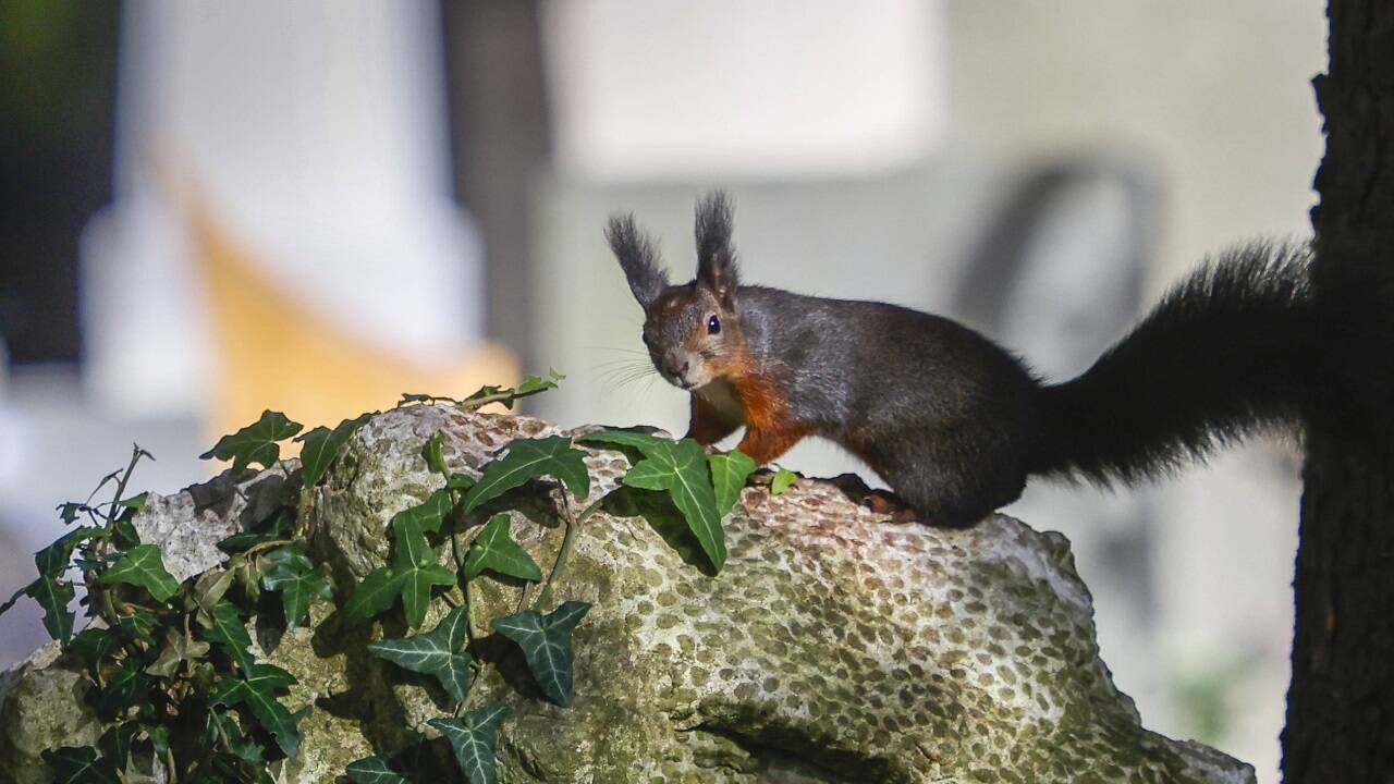 Eichhörnchen, Katzen und alle möglichen Vogelarten fühlen sich auf dem Kommunalfriedhof wohl.  