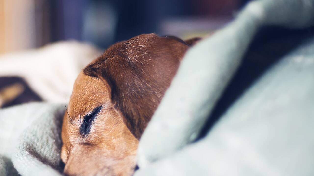 Heute hat er nur geschlafen? Ein Tagebuch über das alte oder kranke Tier ist hilfreich zum Erkennen, wie sich die Lebensqualität entwickelt. 