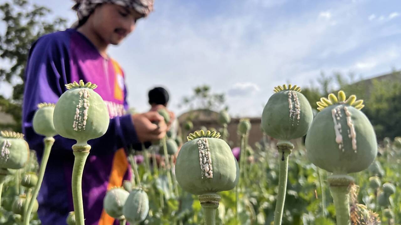 Der Mohnanbau galt in Afghanistan als höchst profitabel 