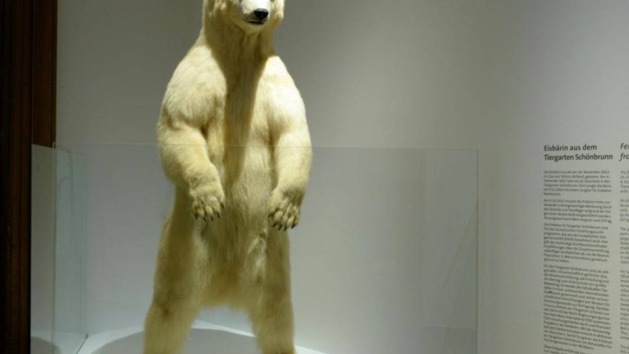 Präparierte Eisbärin aus dem Tiergarten Schönbrunn führt in die Schau 