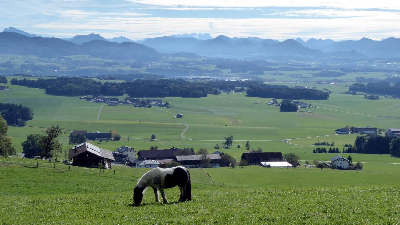 Gute Aussichten auf die Alpen und auf letztes Grünfutter vom Buchberg.  