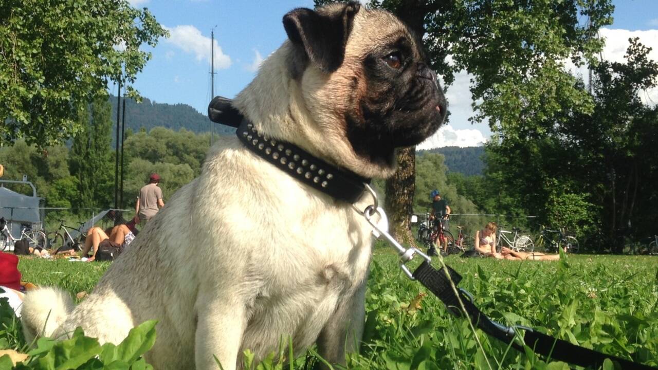 Endlich Pause! Möpse können kaum einen Kilometer gehen. Schon gar nicht im Sommer. 
