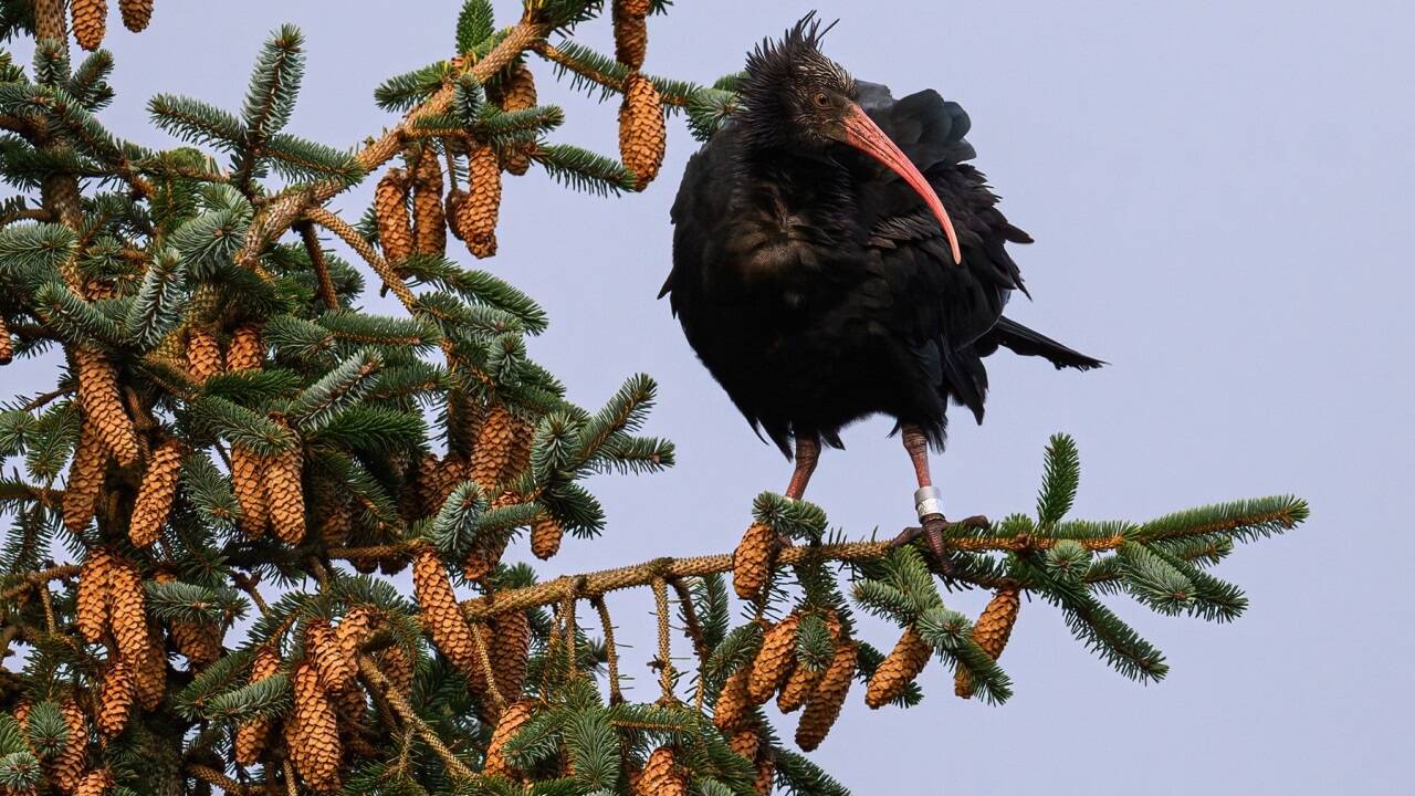 Ein Waldrapp-Jungvogel auf der dänischen Insel Rømø.  