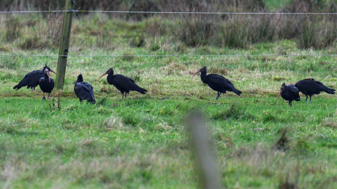 Waldrapp-Jungvögel auf der dänischen Insel Rømø. 
