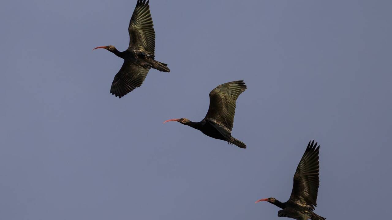 Waldrapp-Jungvögel auf der dänischen Insel Rømø. 