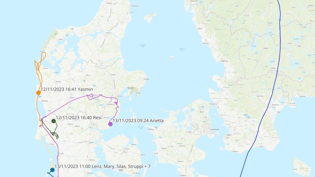 Die Route der Waldrappe lässt sich über ihre GPS-Sender verfolgen, und zwar mit der App „Animal Tracker“. 