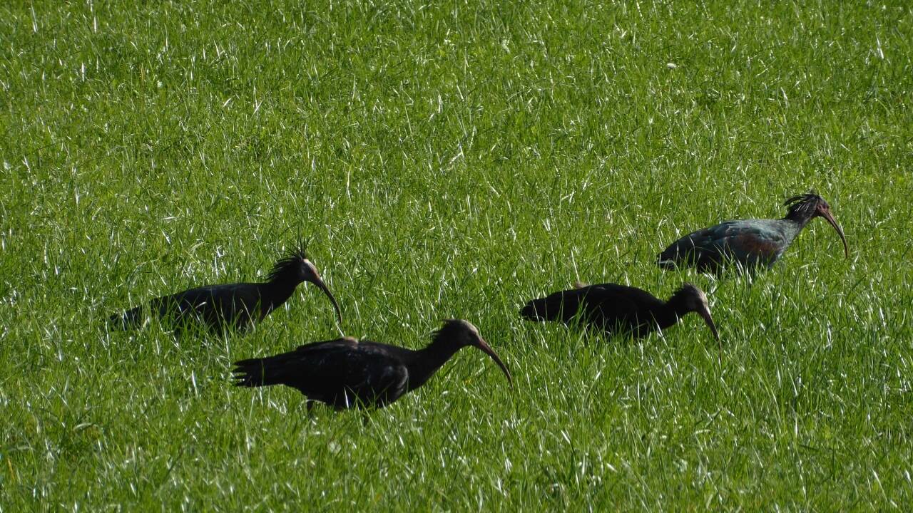 Auf der Wiese hinter dem Almkanal stochern die Waldrappe nach Futter. 
