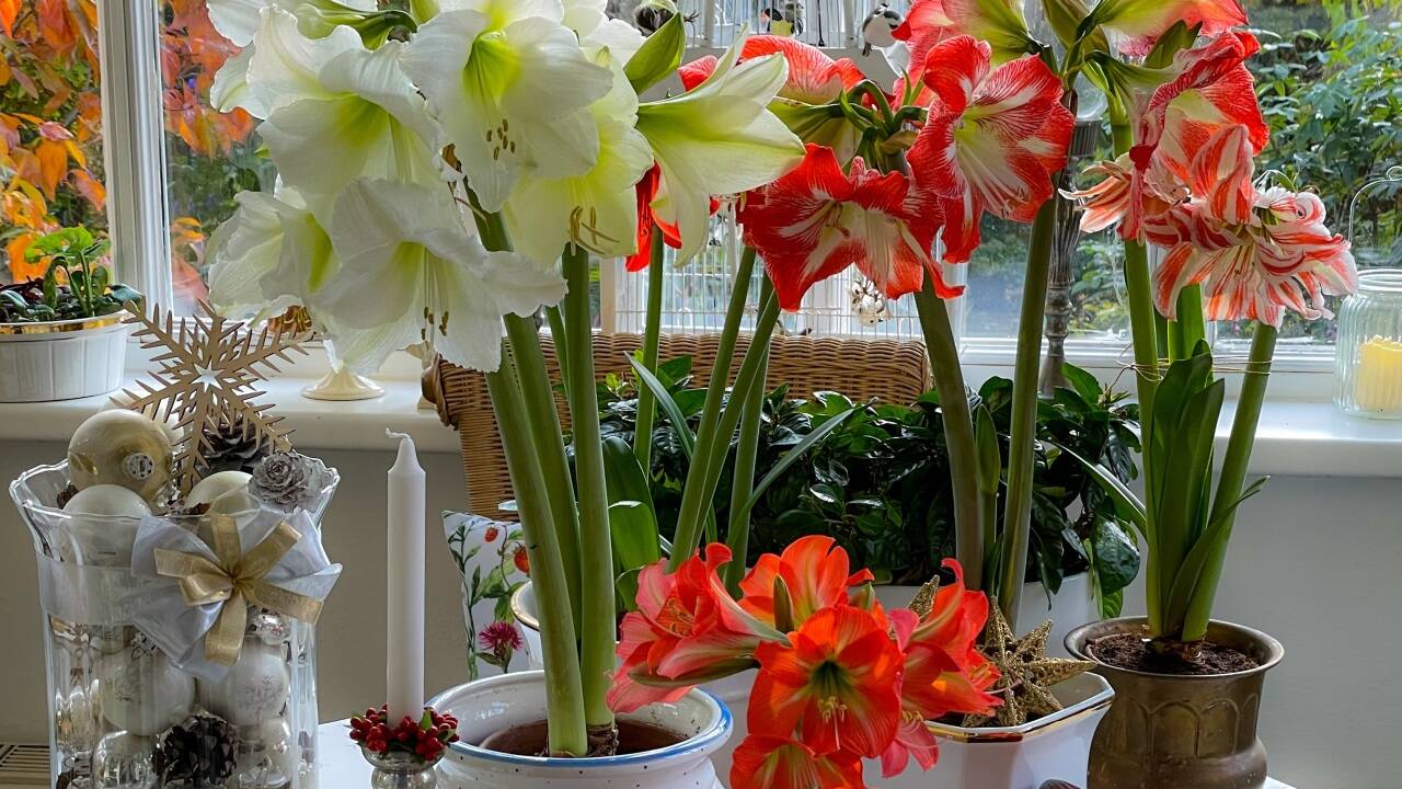 Amaryllis – die Adventblüte für alle ohne grünen Daumen.  