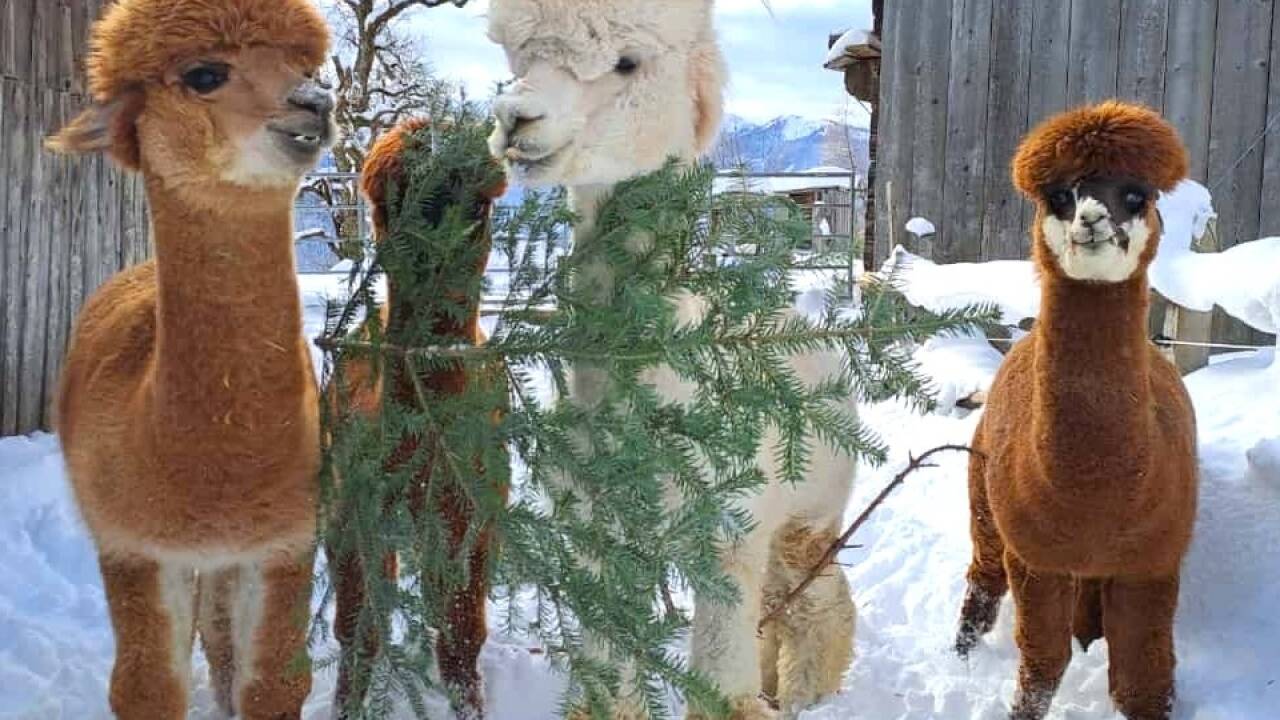 Hauptsache, die Frisur sitzt. Nach der Weihnachtsfabel wäre das den Alpakas wohl am wichtigsten. Hauptsache, die Frisur sitzt. Nach der Weihnachtsfabel wäre das den Alpakas wohl am wichtigsten.