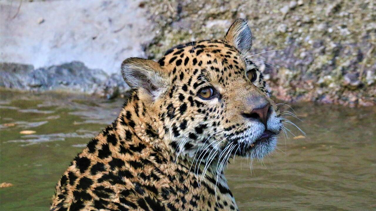 Der Salzburger Zoo begeistert mit seiner artenreichen Tierwelt kleine wie große Besucher. 