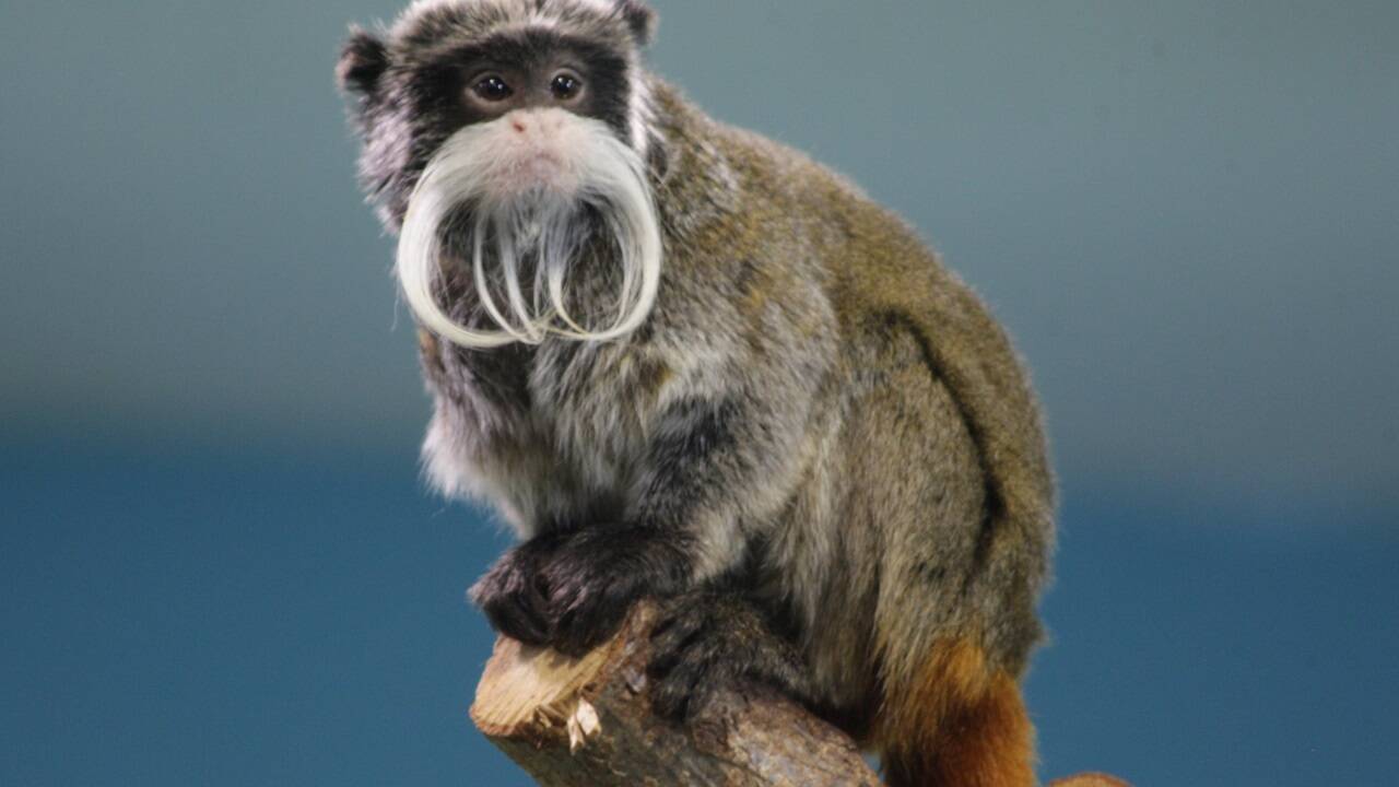 Der Salzburger Zoo begeistert mit seiner artenreichen Tierwelt kleine wie große Besucher. 