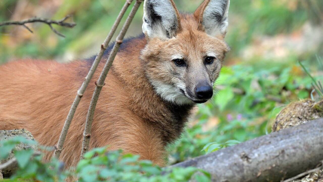 Der Salzburger Zoo begeistert mit seiner artenreichen Tierwelt kleine wie große Besucher. 