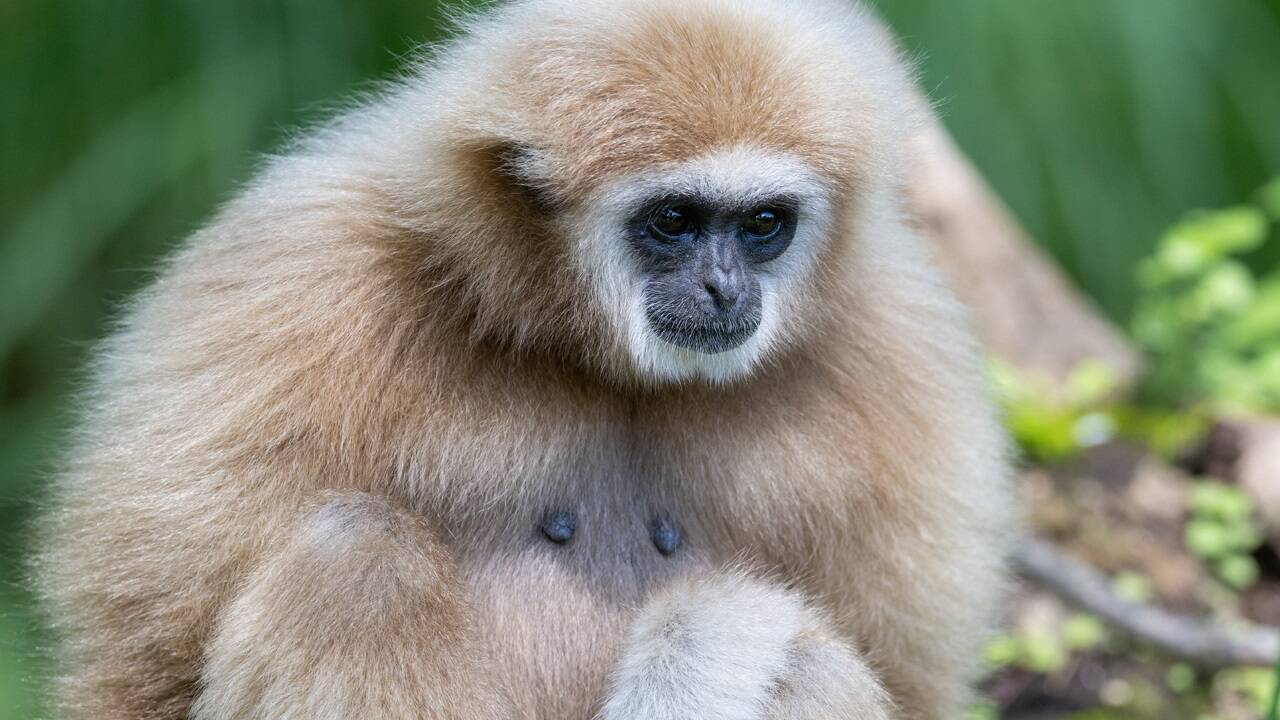 Der Salzburger Zoo begeistert mit seiner artenreichen Tierwelt kleine wie große Besucher. 