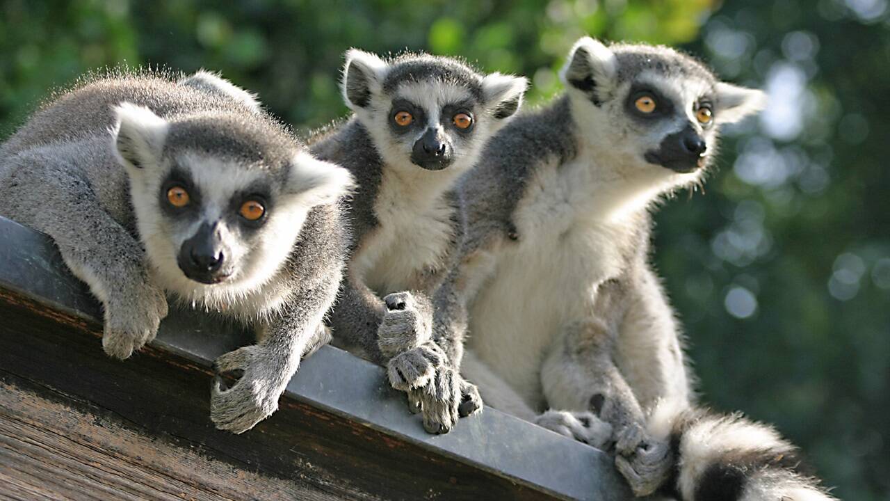 Der Salzburger Zoo begeistert mit seiner artenreichen Tierwelt kleine wie große Besucher. 