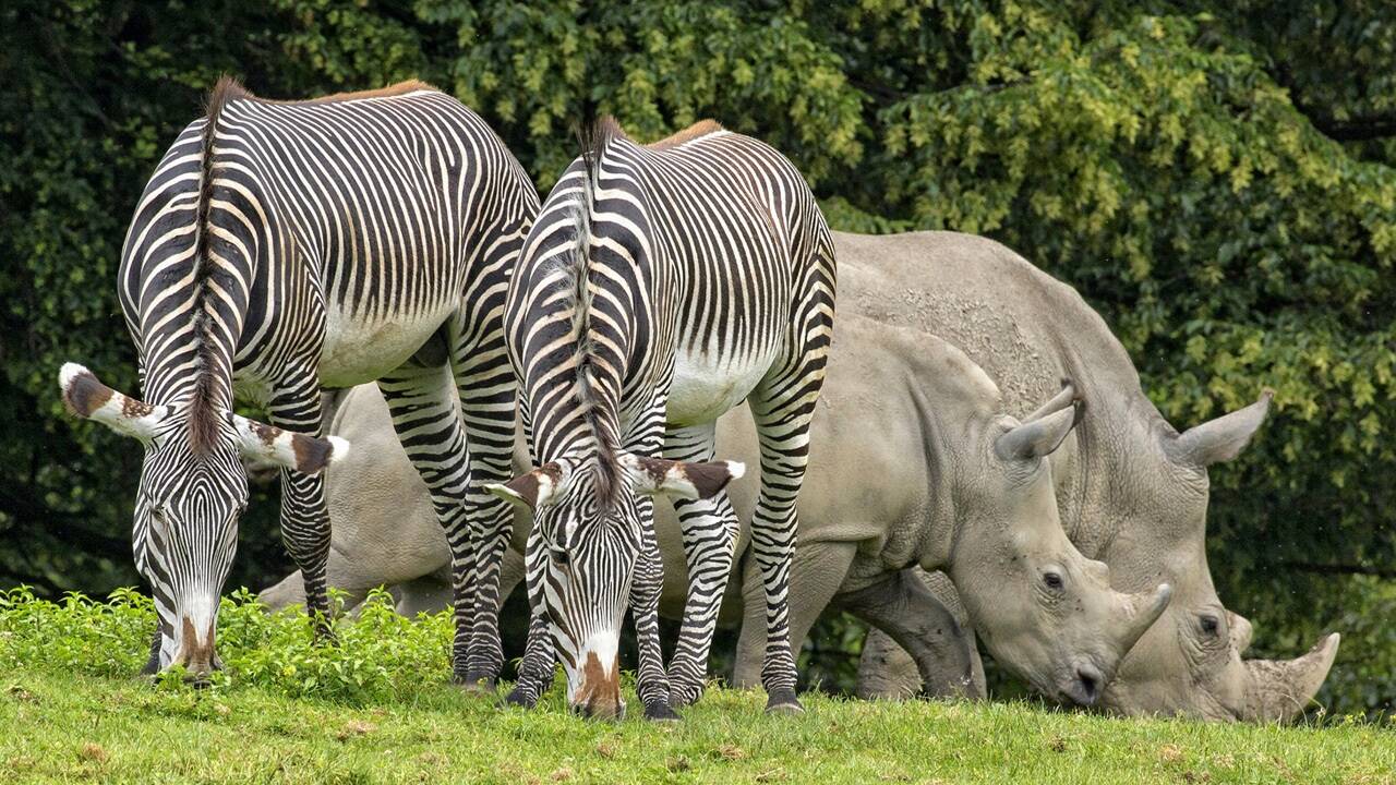 Der Salzburger Zoo begeistert mit seiner artenreichen Tierwelt kleine wie große Besucher. 