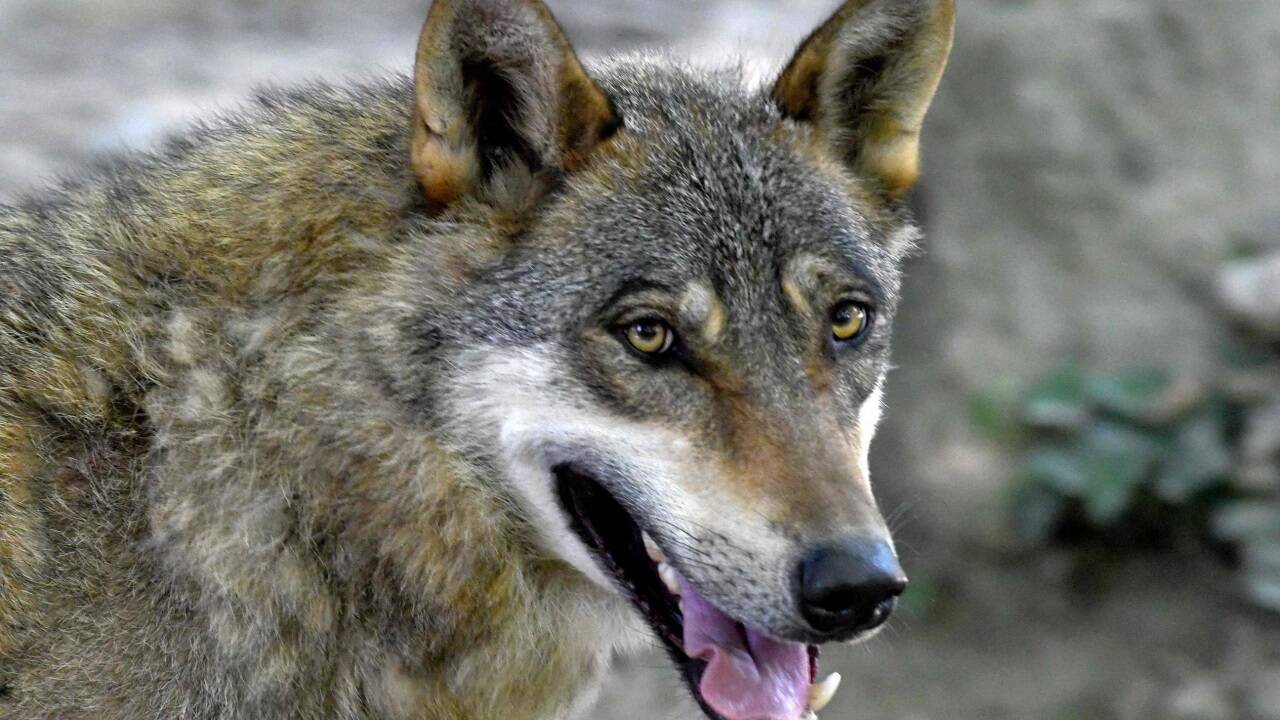 „Streng geschützt“ wird zu „geschützt“ – das Wolfsmanagement wird in den EU-Staaten gelockert. 