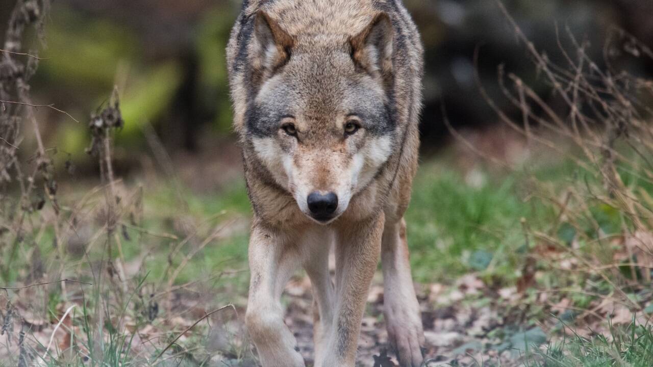 Der Schutzstatus für den Wolf soll in der EU herabgestuft werden. 