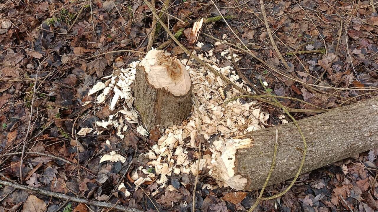 Bei Tag trifft man selten einen Biber an, doch seine Spuren sind unübersehbar – wie hier am Walserberg, in der Nähe der Saalach. 