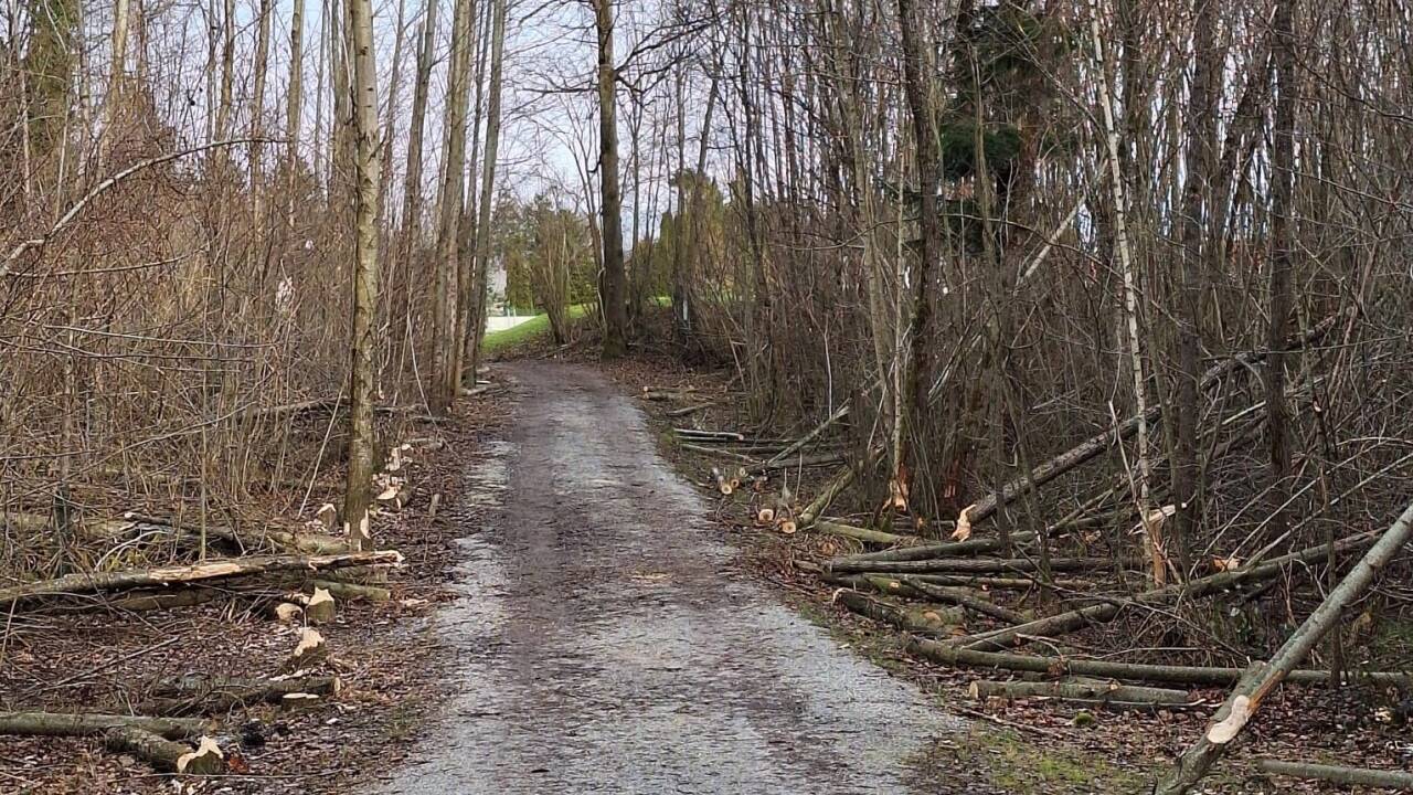 Bei Tag trifft man selten einen Biber an, doch seine Spuren sind unübersehbar – wie hier am Walserberg, in der Nähe der Saalach. 