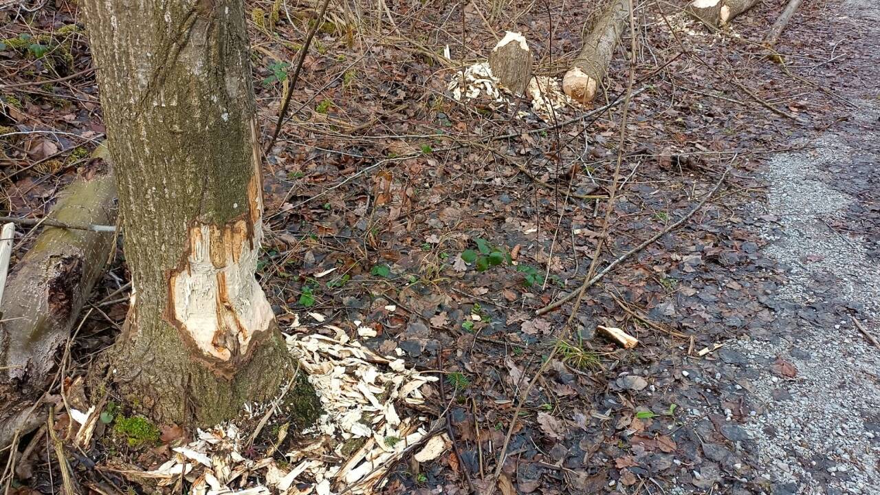 Bei Tag trifft man selten einen Biber an, doch seine Spuren sind unübersehbar – wie hier am Walserberg, in der Nähe der Saalach. 