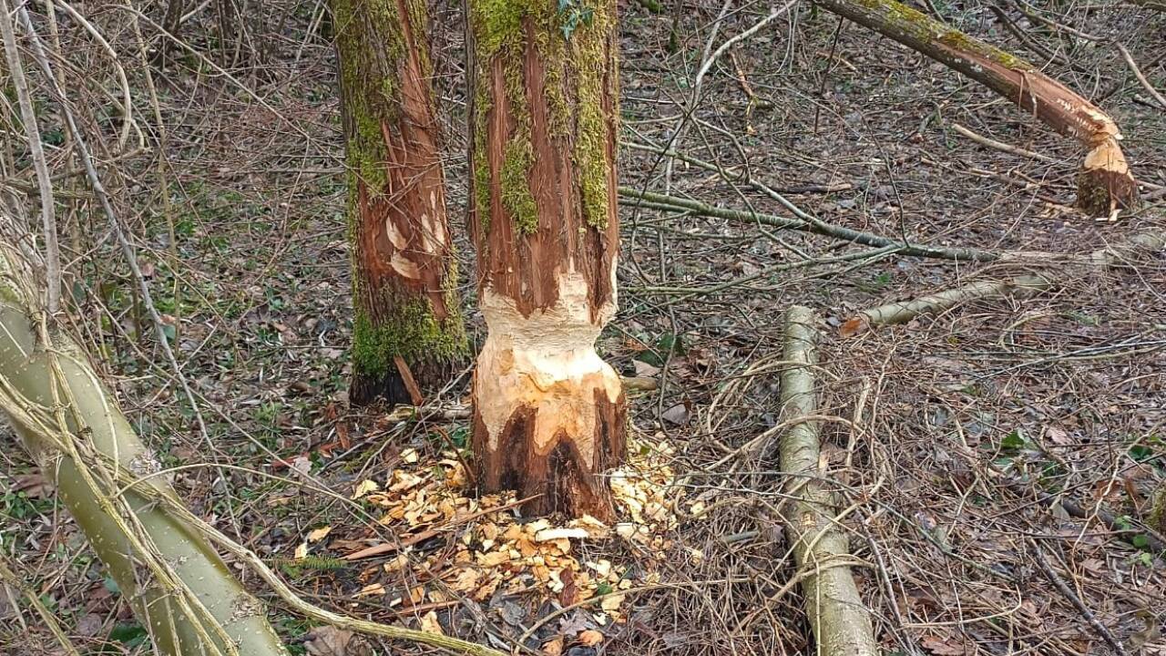 Bei Tag trifft man selten einen Biber an, doch seine Spuren sind unübersehbar – wie hier am Walserberg, in der Nähe der Saalach. 