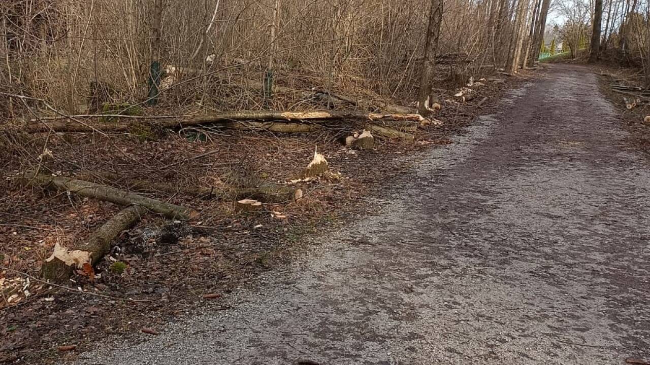 Bei Tag trifft man selten einen Biber an, doch seine Spuren sind unübersehbar – wie hier am Walserberg, in der Nähe der Saalach. 