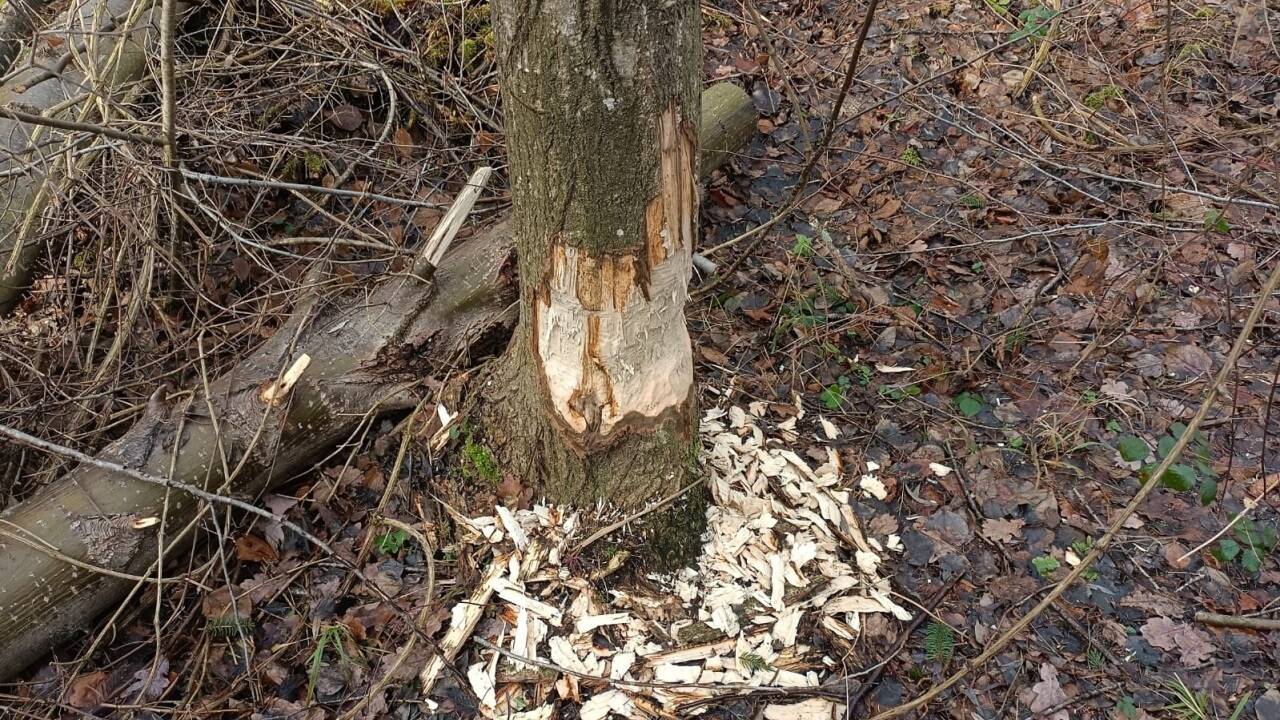 Bei Tag trifft man selten einen Biber an, doch seine Spuren sind unübersehbar – wie hier am Walserberg, in der Nähe der Saalach. 