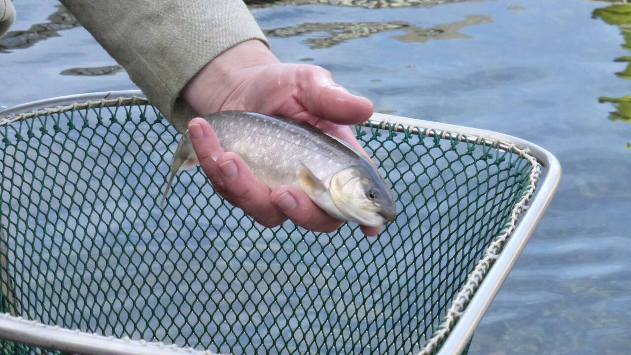 Wasser in Seen wird brauner Vor allem Kaltwasserfische leiden SN.at