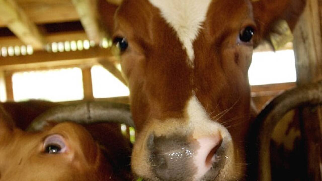 Kühe stoßen Methan aus, aber es gibt größere Klimasünder.  
