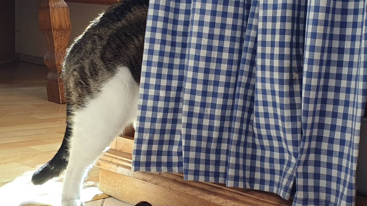 Ich bin dann mal weg! Wenn eine neue Katze einzieht, versteckt sich die alte häufig.  
